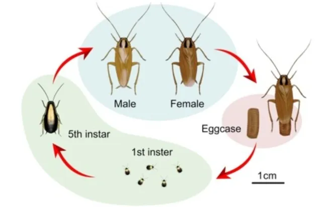 Life Cycle of Roaches