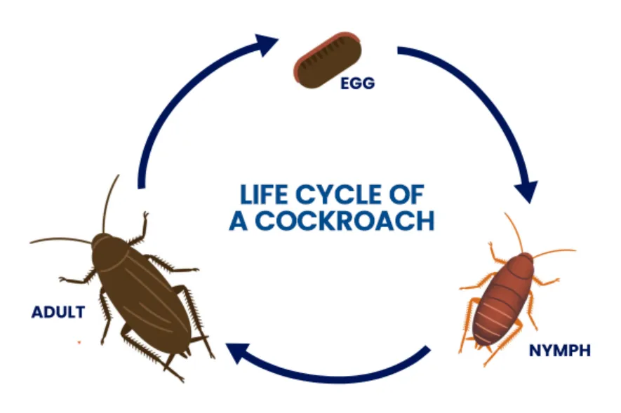 Life Cycle of Roaches