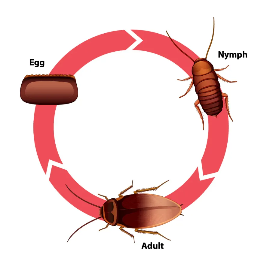Life Cycle of Roaches
