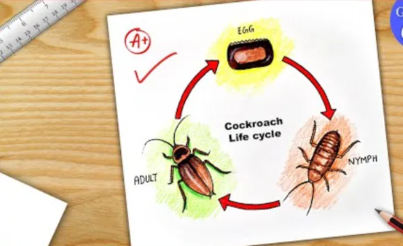 Life Cycle of Roaches