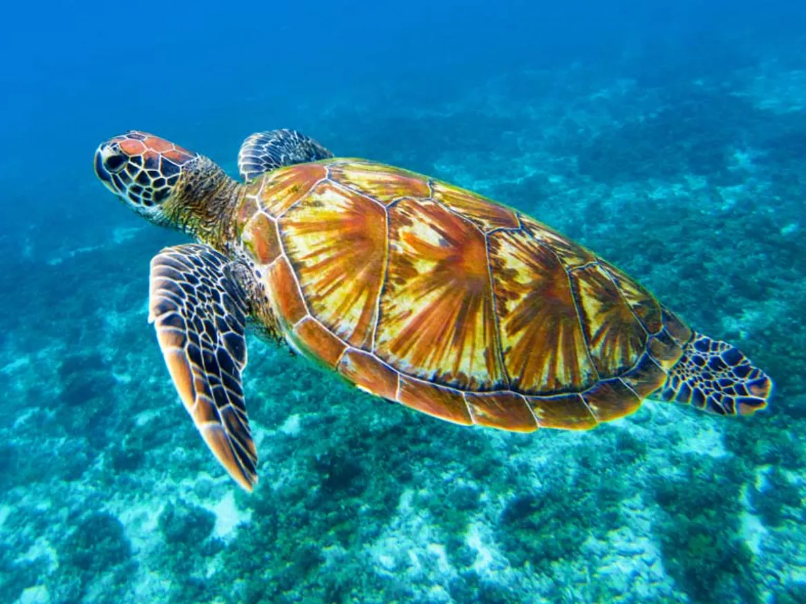 Life Cycle of Sea Turtles