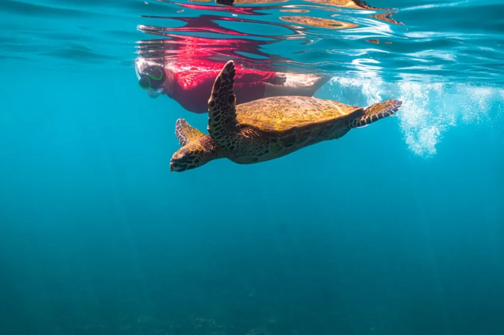 Life Cycle of Sea Turtles