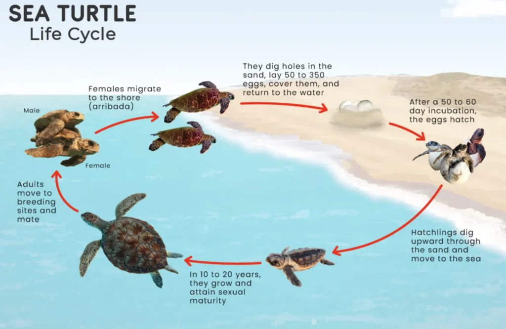 Life Cycle of Sea Turtles