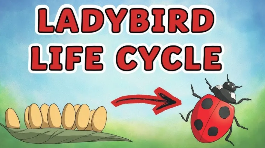 Life Cycle of a Ladybird