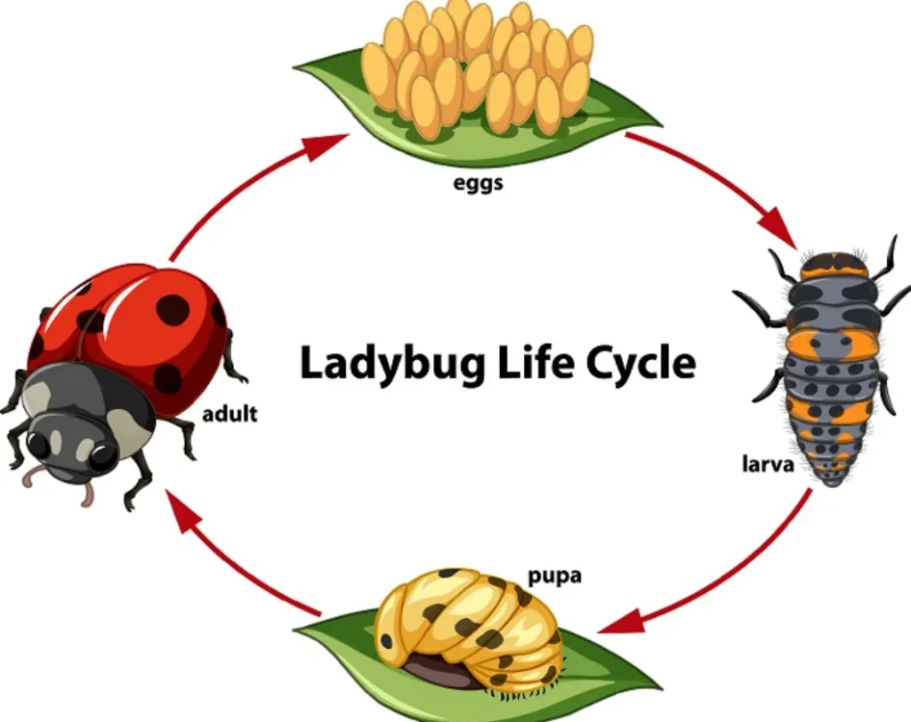 Life Cycle of a Ladybird
