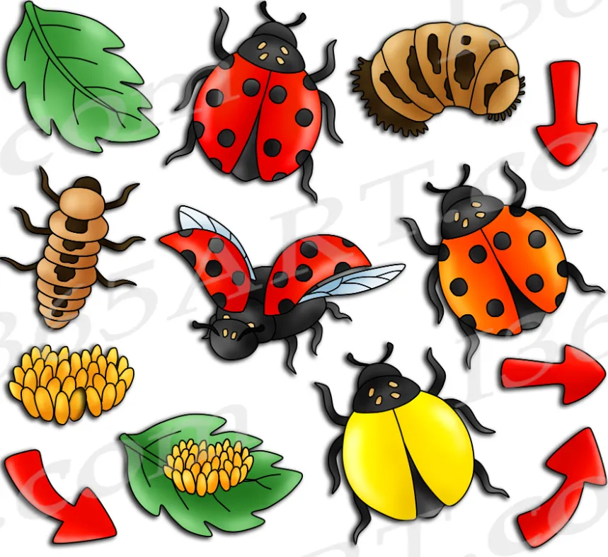 Life Cycle of a Ladybird