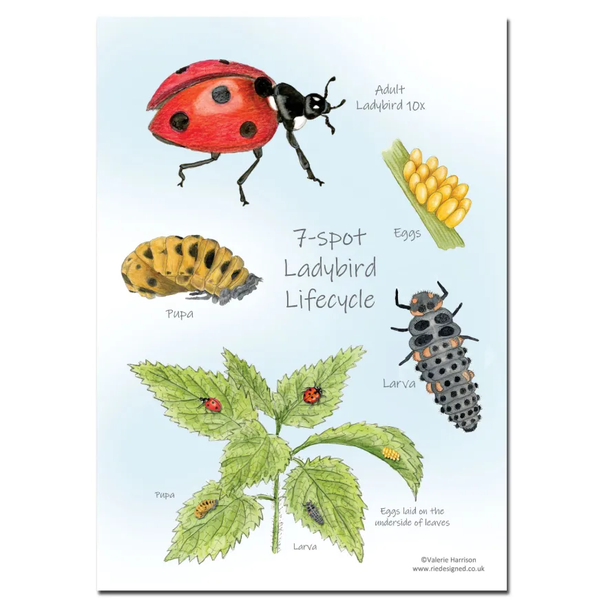 Life Cycle of a Ladybird