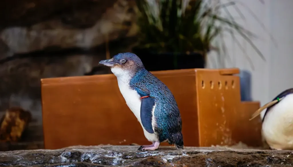 Penguin Life Cycle Explained From Egg to Adult Survival (Complete Guide for 2026)