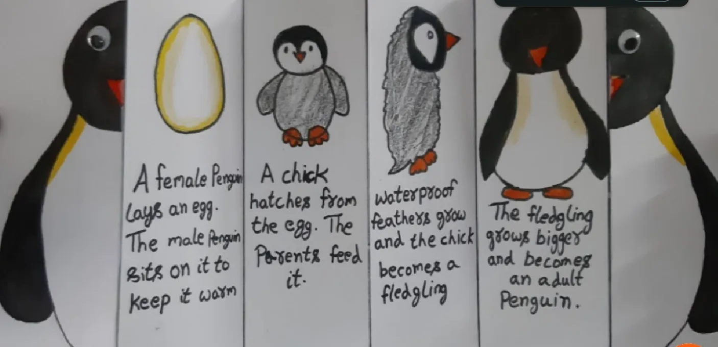 Penguin Life Cycle Explained From Egg to Adult Survival (Complete Guide for 2026)