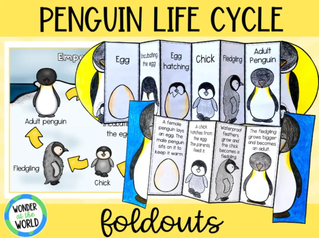 Penguin Life Cycle Explained From Egg to Adult Survival (Complete Guide for 2026)