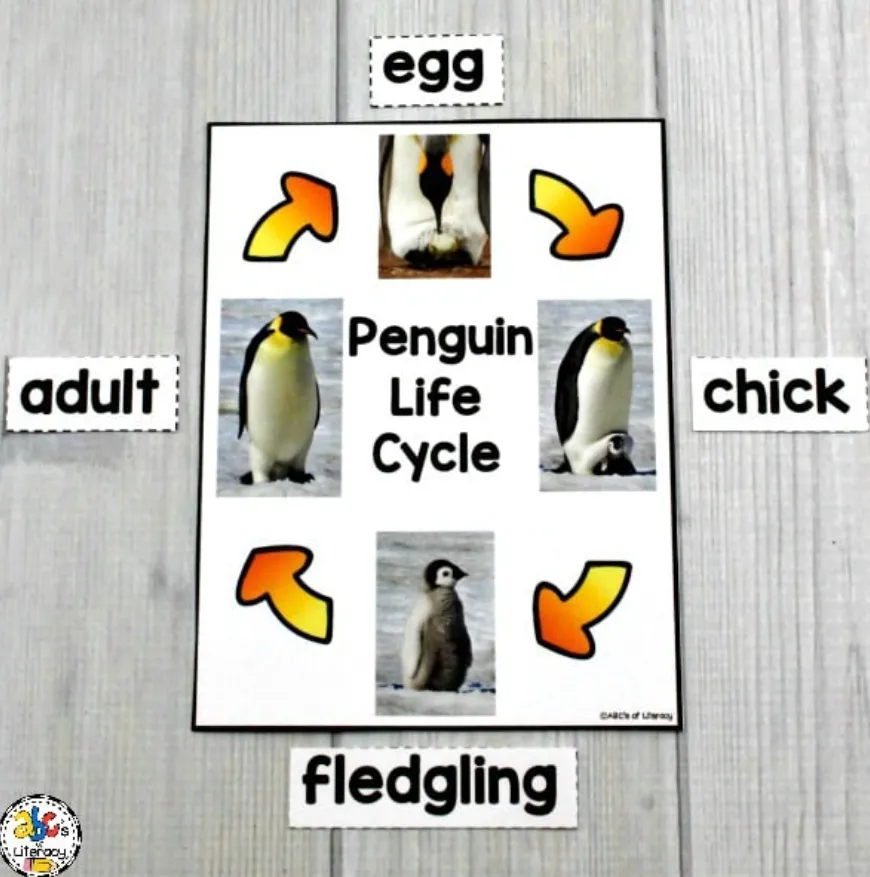 Penguin Life Cycle Explained From Egg to Adult Survival (Complete Guide for 2026)