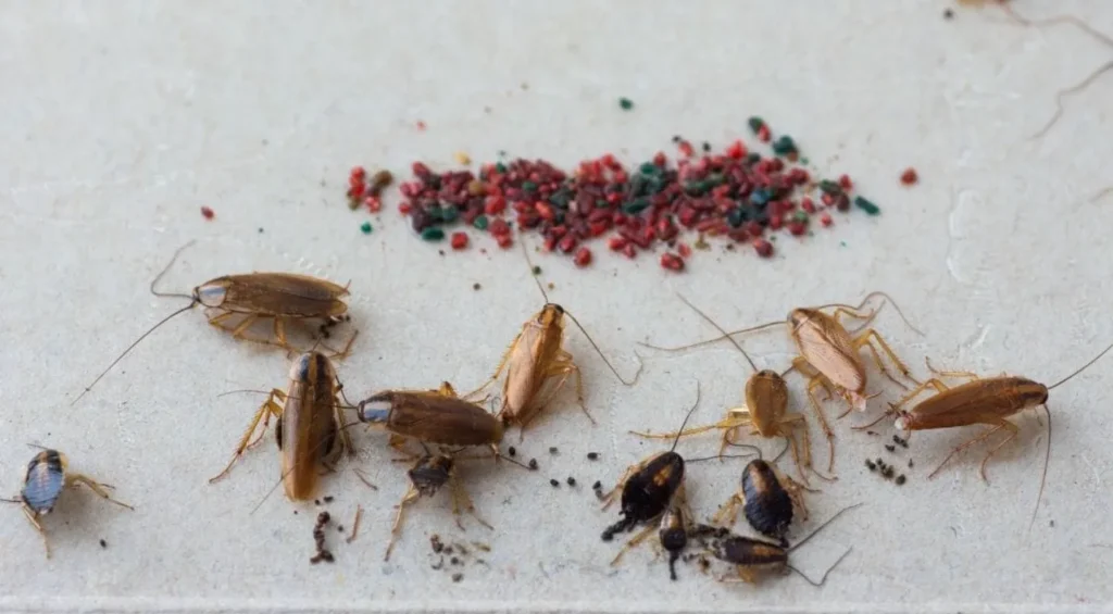 Roach Life Cycle Explained Complete Stages, Survival Secrets & Hidden Facts You Must Know