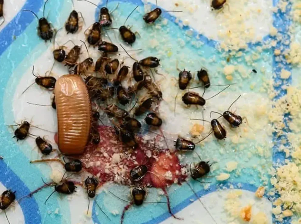 Roach Life Cycle Explained Complete Stages, Survival Secrets & Hidden Facts You Must Know