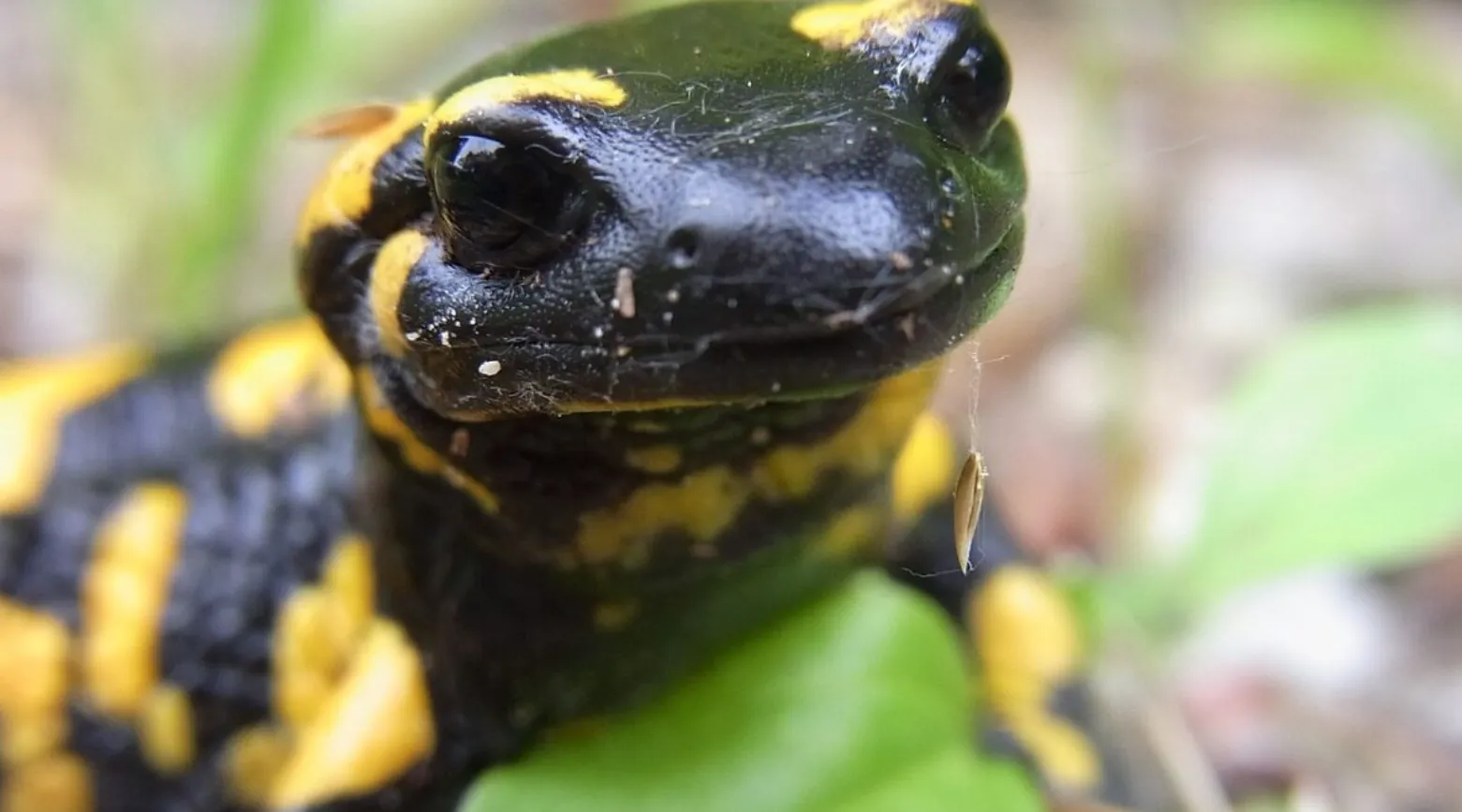 Salamander Life Cycle