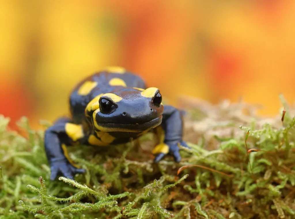 Salamander Life Cycle