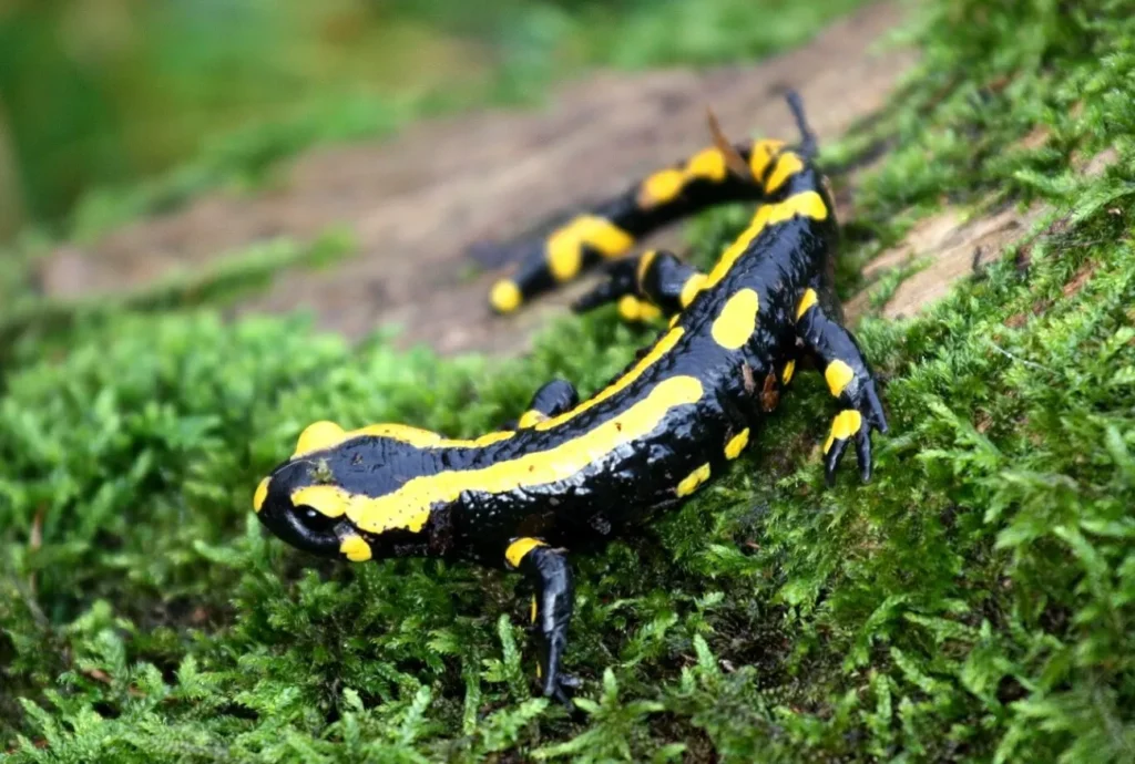 Salamander Life Cycle