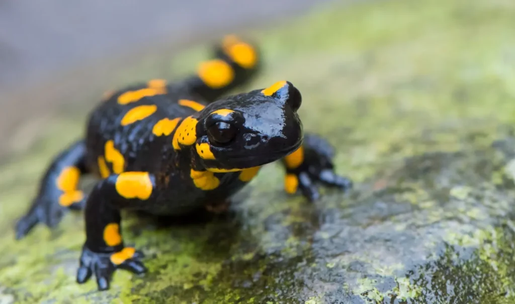Salamander Life Cycle
