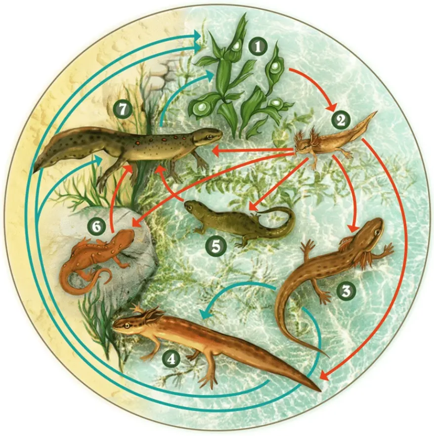 Salamander Life Cycle Explained Stages, Survival Secrets, and Ecological Importance