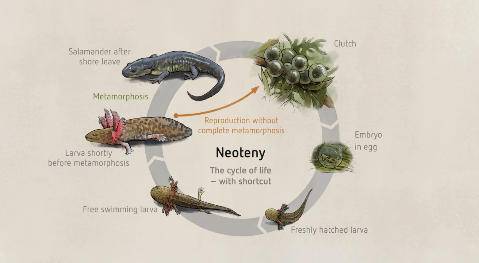 Salamander Life Cycle Explained Stages, Survival Secrets, and Ecological Importance
