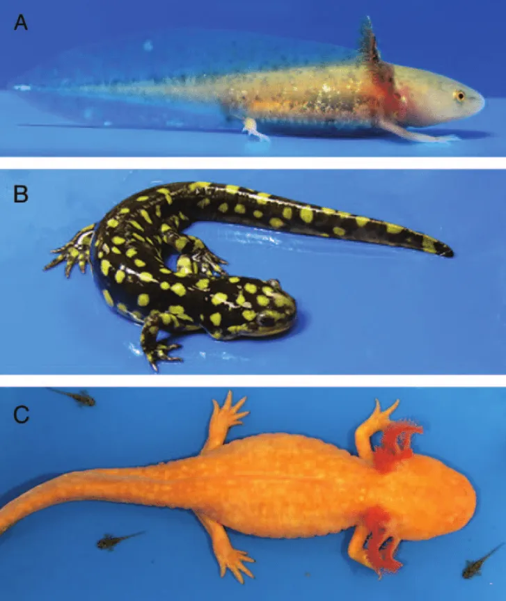 Salamander Life Cycle Explained Stages, Survival Secrets, and Ecological Importance
