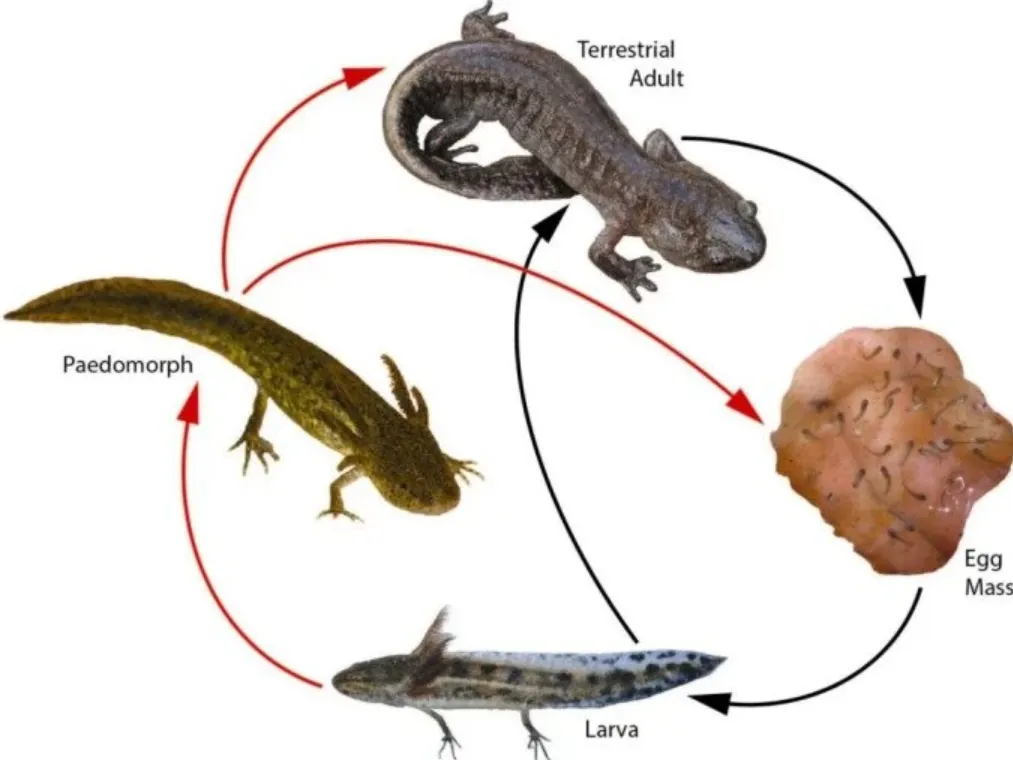 Salamander Life Cycle Explained Stages, Survival Secrets, and Ecological Importance
