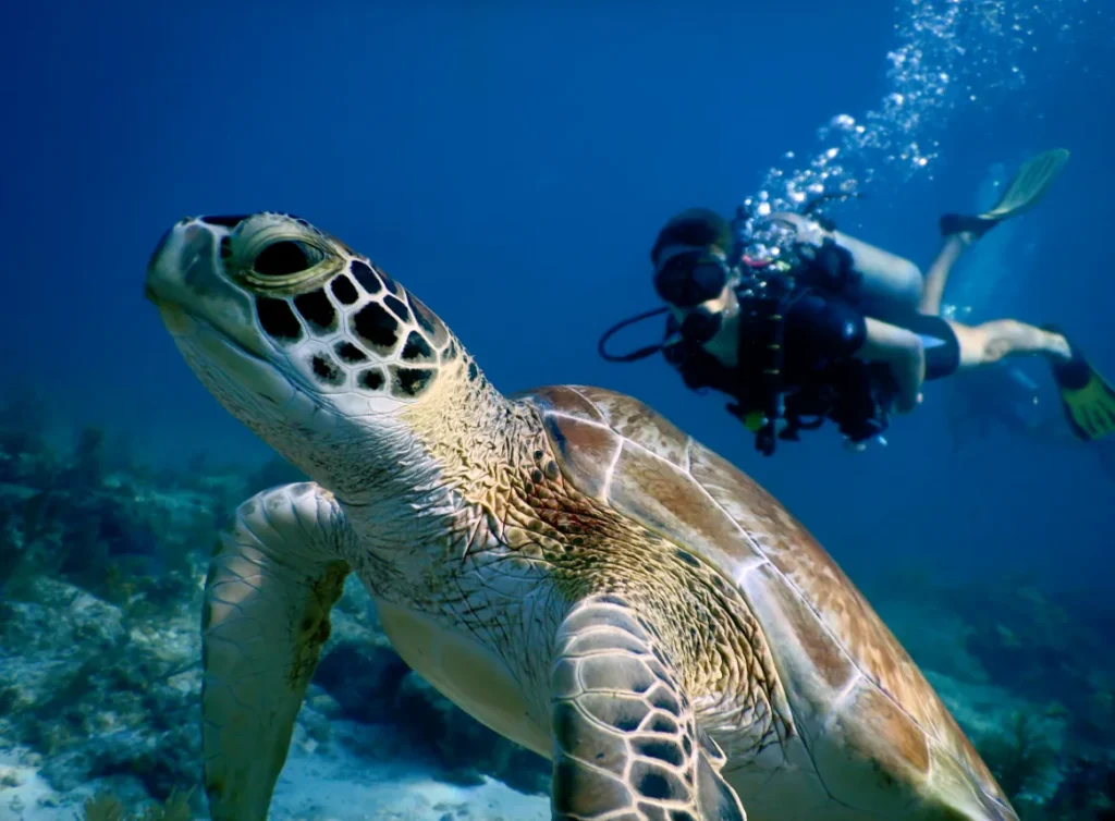 Sea Turtle Life Cycle Explained From Tiny Hatchlings to Ocean Giants (Complete Guide for 2026)