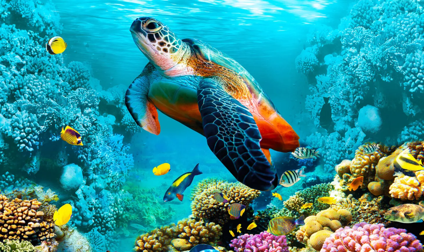Sea Turtle Life Cycle Explained From Tiny Hatchlings to Ocean Giants (Complete Guide for 2026)