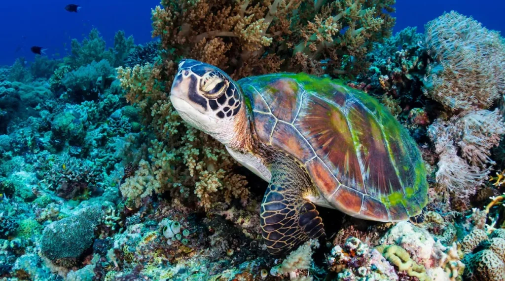 Sea Turtle Life Cycle Explained From Tiny Hatchlings to Ocean Giants (Complete Guide for 2026)