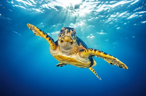 Sea Turtle Life Cycle Explained From Tiny Hatchlings to Ocean Giants (Complete Guide for 2026)