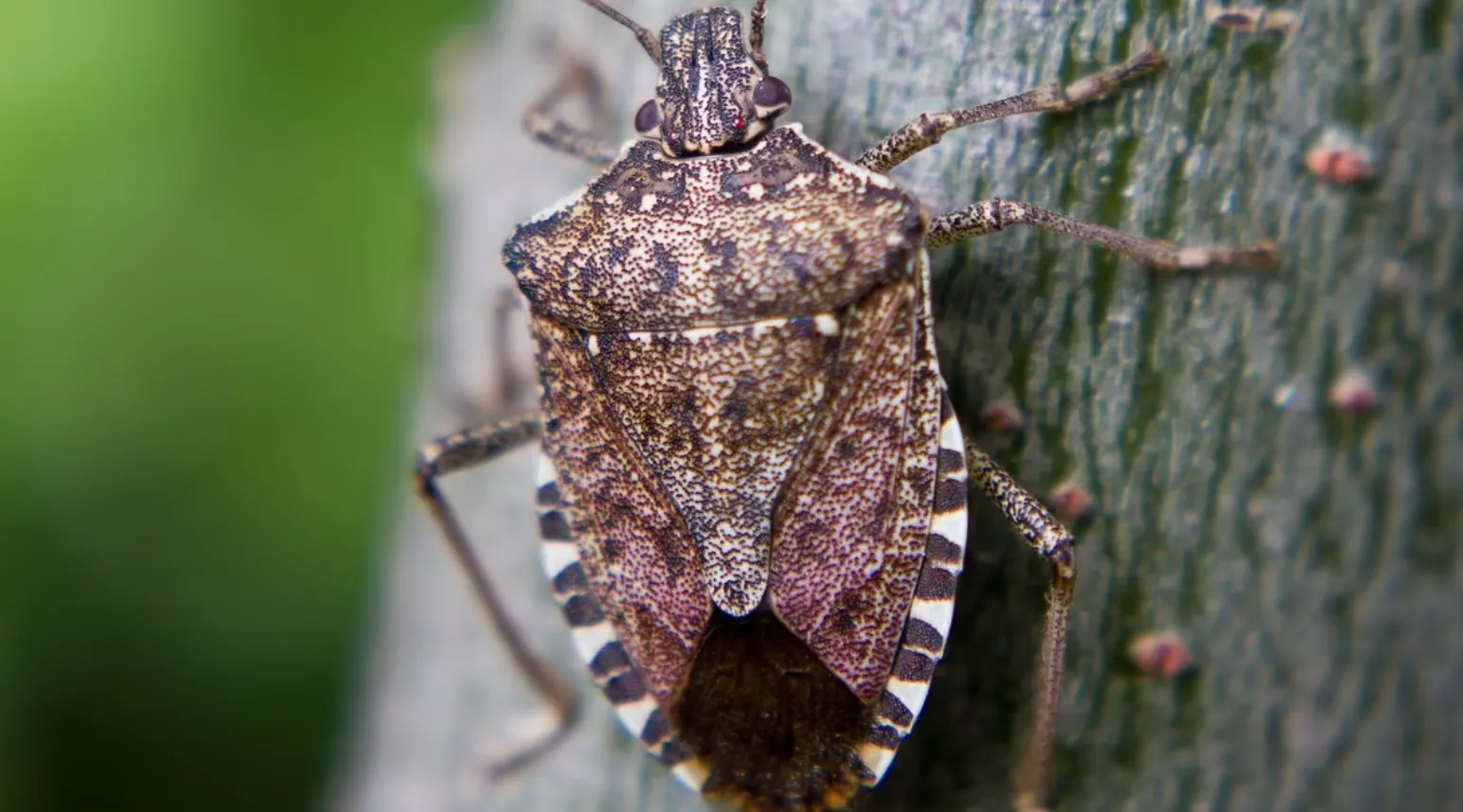Stink Bug Life Cycle