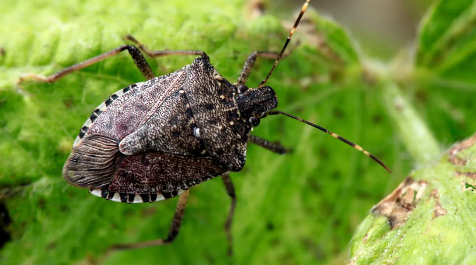 Stink Bug Life Cycle