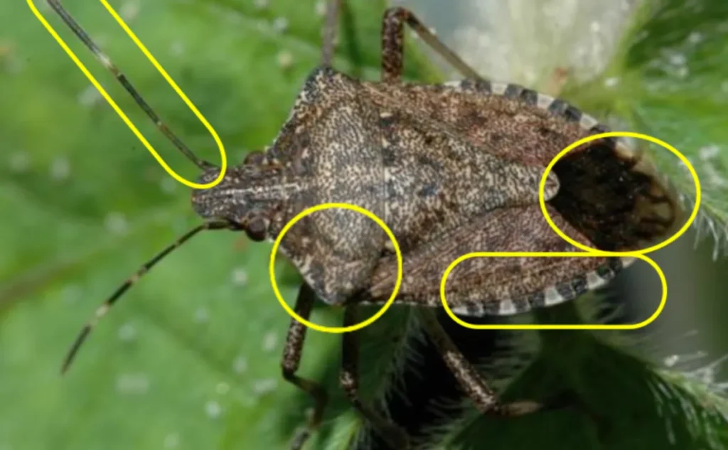 Stink Bug Life Cycle