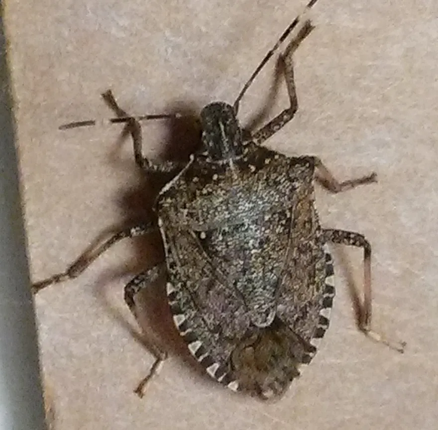 Stink Bug Life Cycle