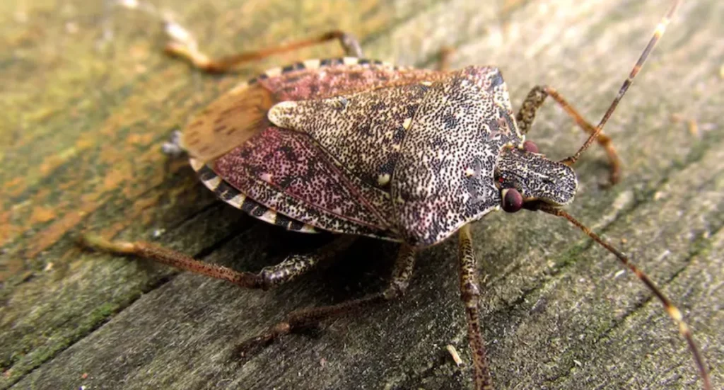 Stink Bug Life Cycle