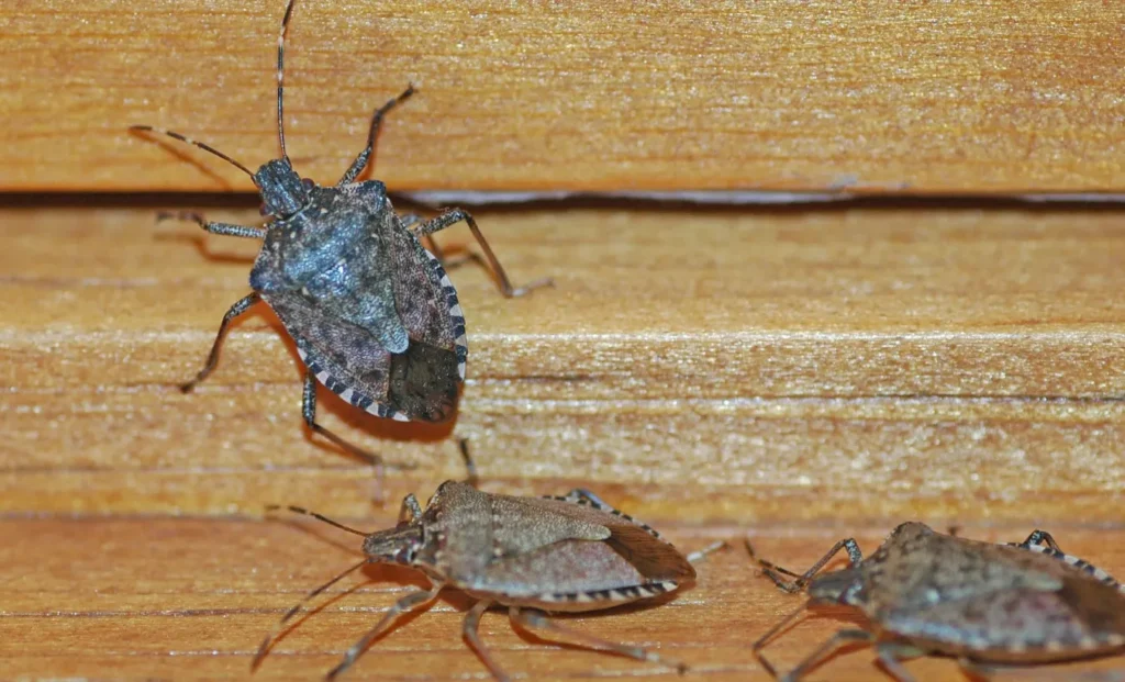 Stink Bug Life Cycle