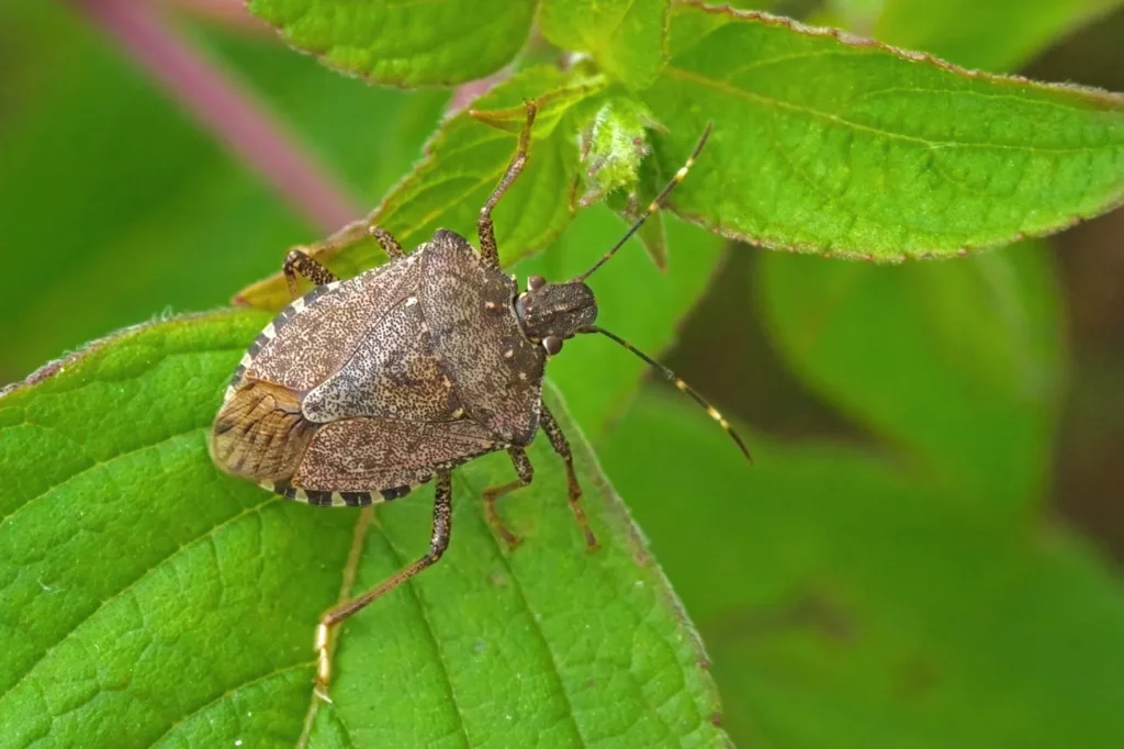 Stink Bug Life Cycle
