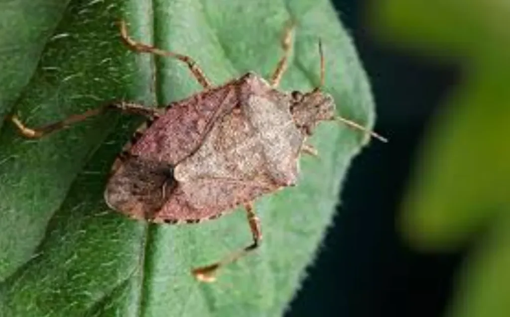 Stink Bug Life Cycle