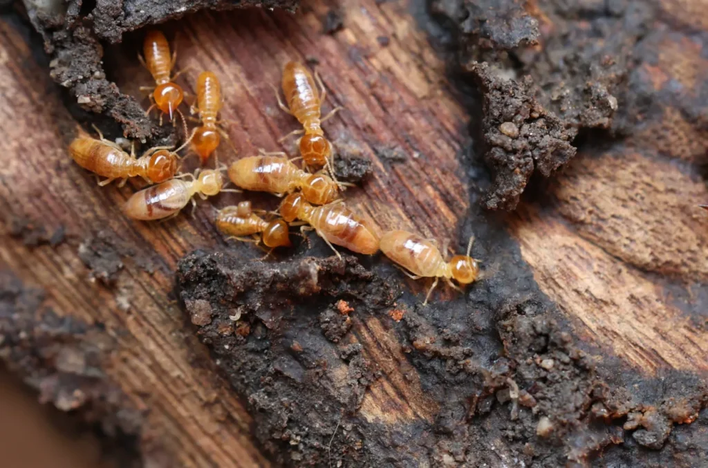 Termite Life Cycle