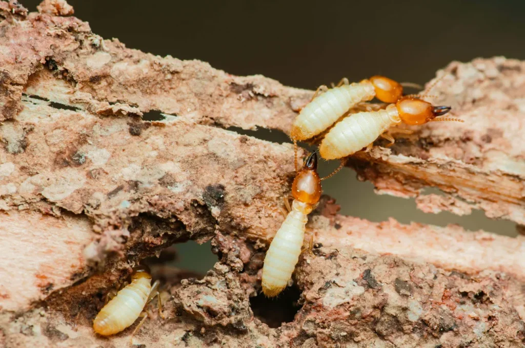 Termite Life Cycle