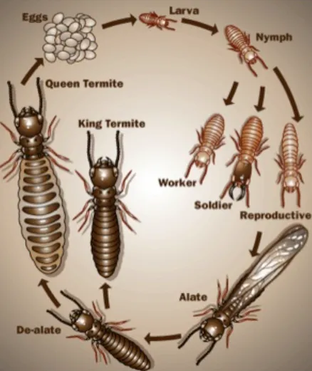 Termite Life Cycle