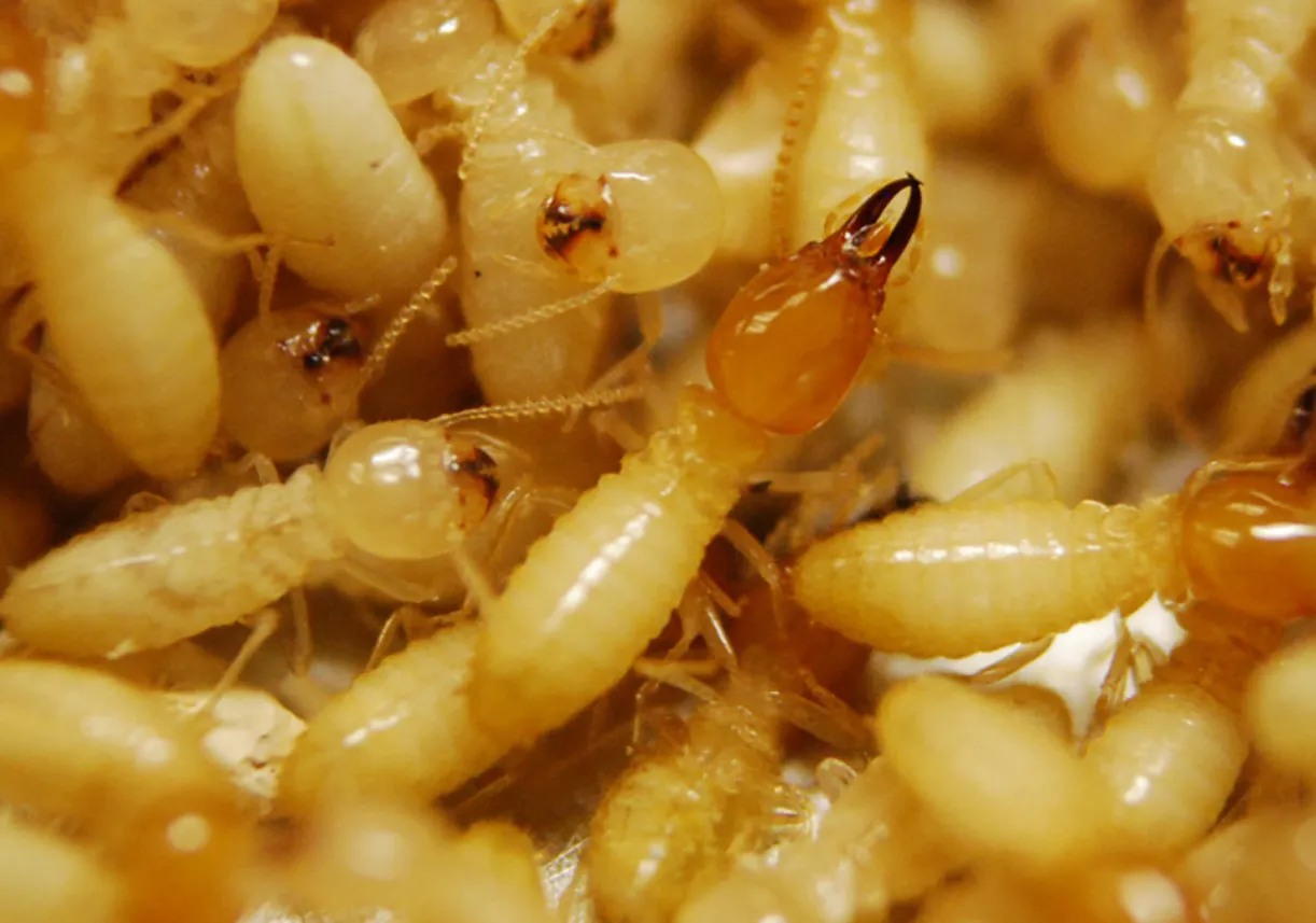 Termite Life Cycle