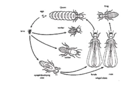 Termite Life Cycle
