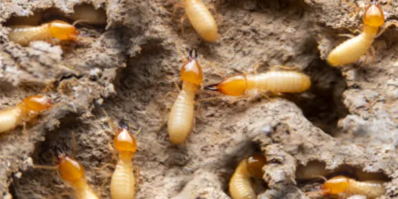 Termite Life Cycle