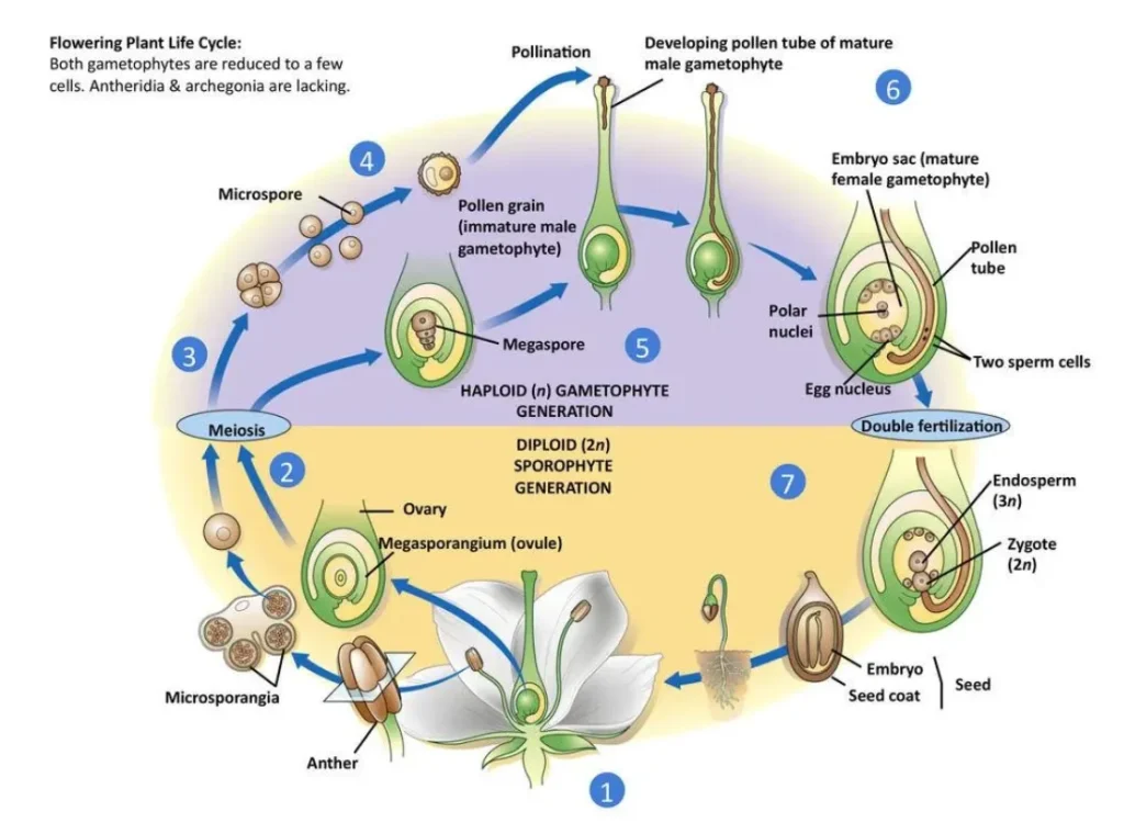 Angiosperm Life Cycle