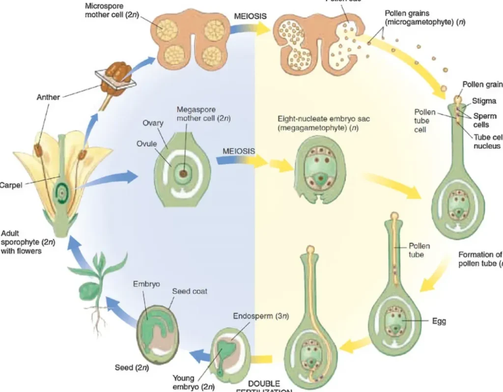 Angiosperm Life Cycle