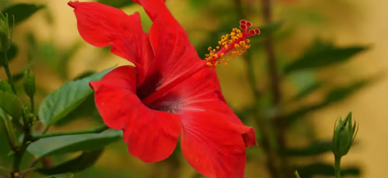 Angiosperm Life Cycle