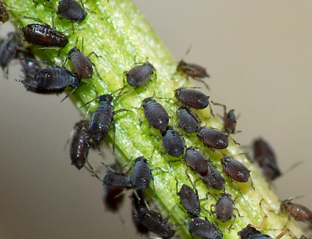 Aphid Life Cycle
