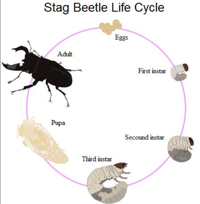 Aphid Life Cycle
