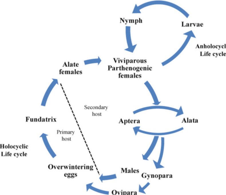 Aphid Life Cycle