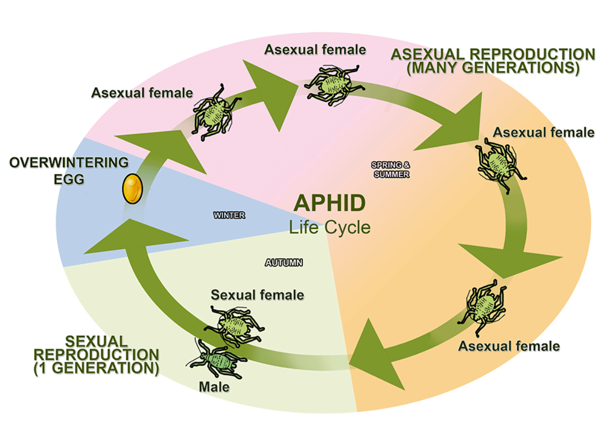 Aphid Life Cycle